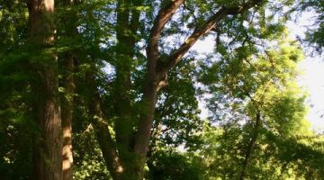 Frênes, Bourg-des-Comptes, Ugo Lepère, l'arbre indispensable, bocage, patrimoine naturel